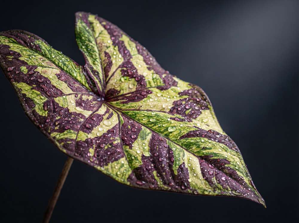 抖阴植物测评视频